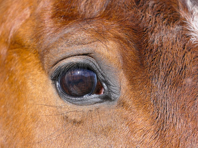 Surto de influenza equina na Argentina alerta brasileiros