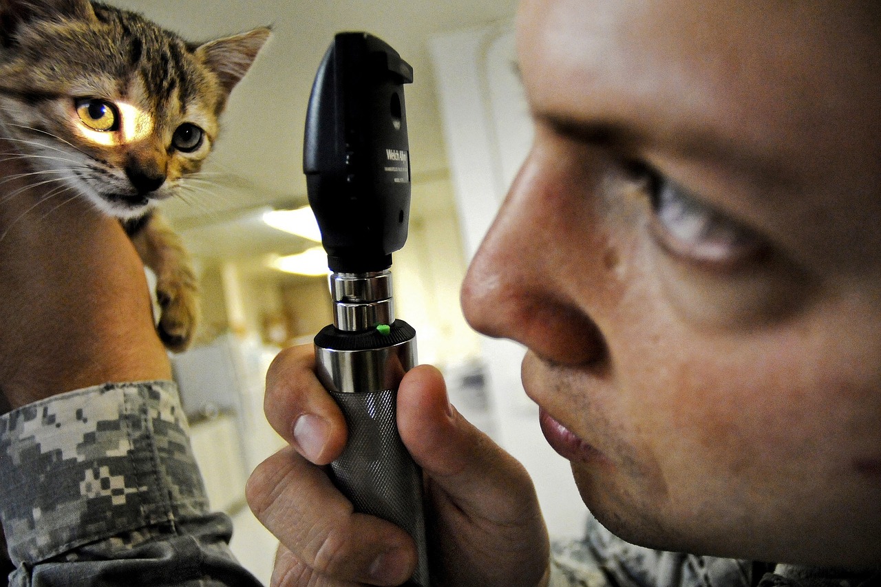 Legislação de notificações de receitas veterinárias tem mudanças