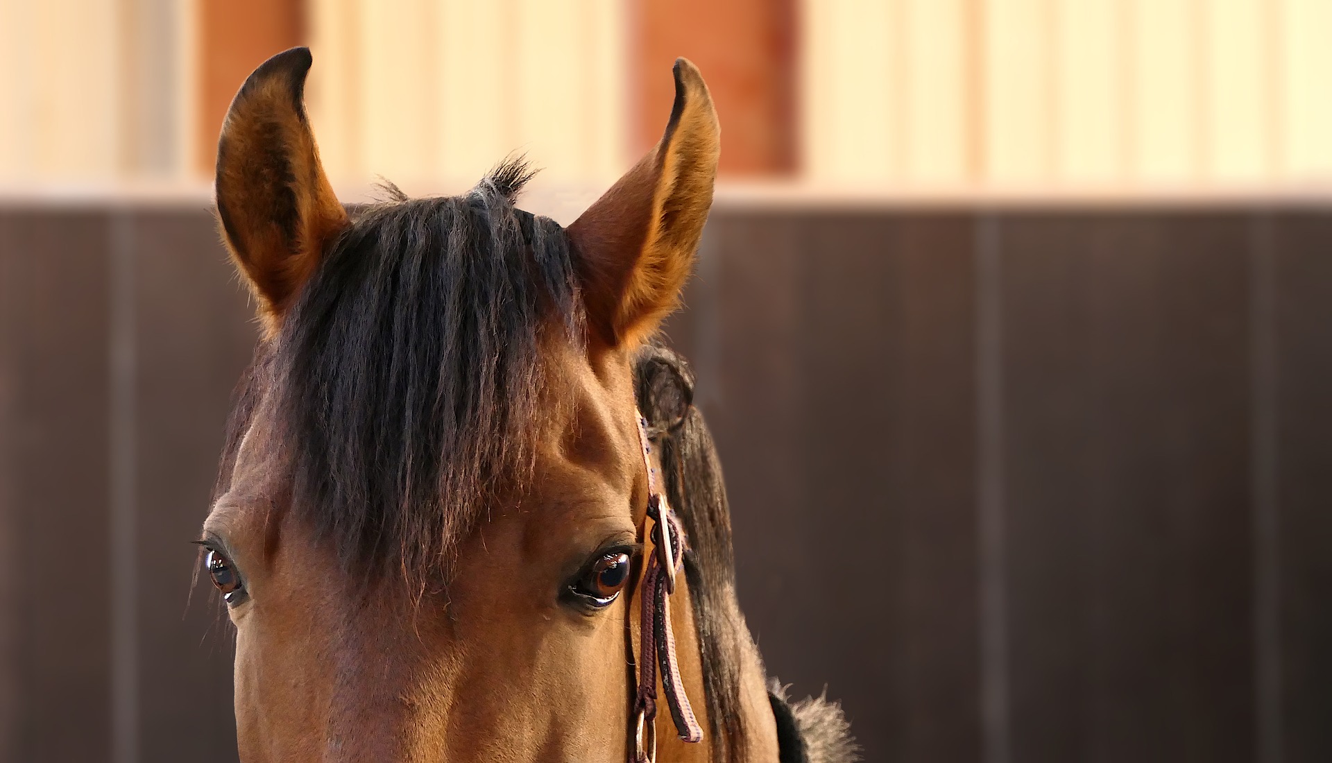 Caso de Febre do Nilo em equino coloca veterinários em alerta