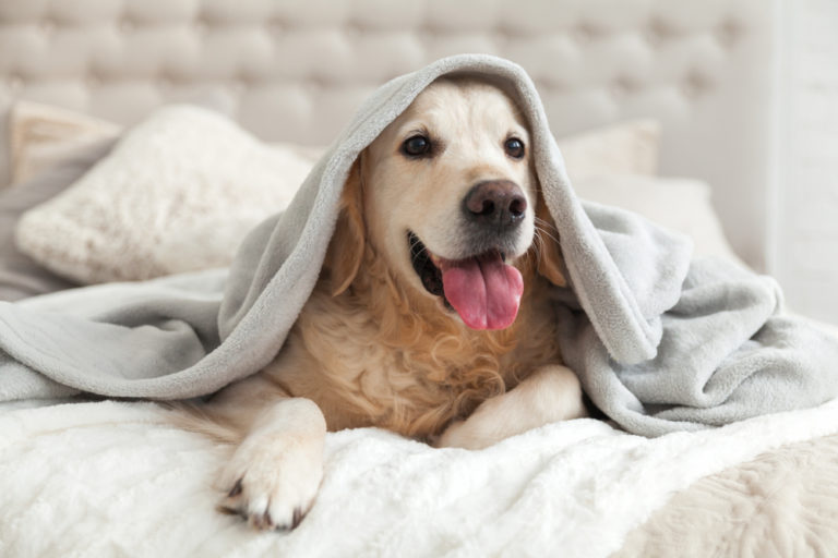 Dicas de cuidados com os pets no inverno