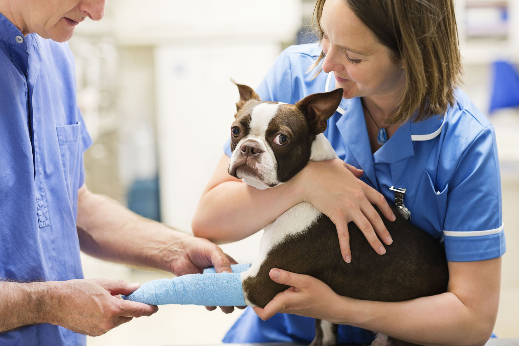Pet shops terão de manter veterinário para inspeções diárias 