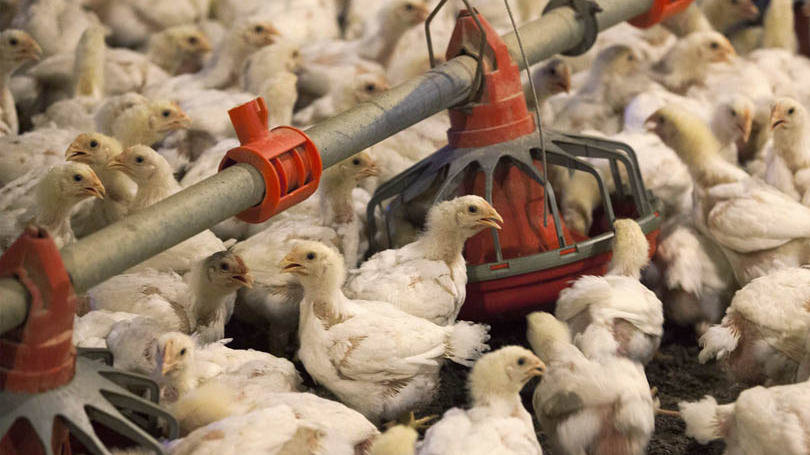 Gripe aviária nos EUA pode beneficiar o Brasil