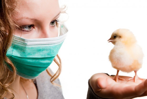 Califórnia também registra presença do vírus da Influenza Aviária