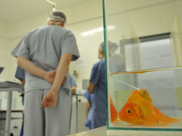 Peixe passa por cirurgia para retirada de tumor em universidade
