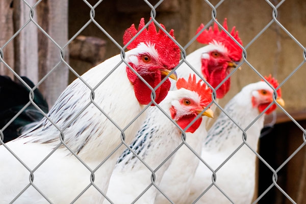 EUA detectam três tipos diferentes de virus da IA, inclusive o H5N1