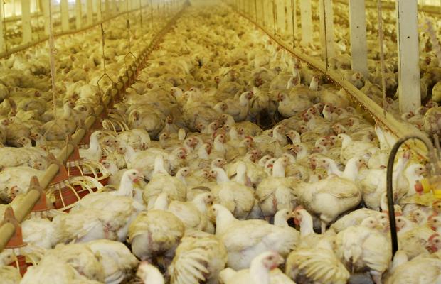 Vírus da Influenza Aviária é detectado na América Central