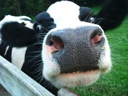 Canadá detecta primeiro caso da doença da vaca louca desde 2011