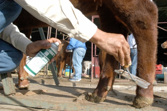 Fepagro divulga edital para segunda turma de Mestrado em Saúde Animal