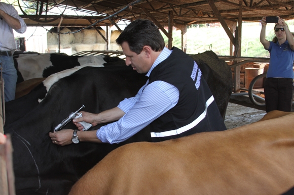 Inicia campanha de vacinação contra a febre aftosa no RS