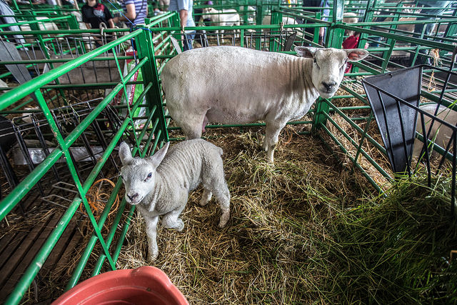 Proximidade da Expointer coloca em atenção bem estar dos animais